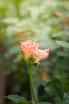 Roses in the garden, Roses are beautiful with a beautiful sunny day.