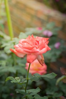 Roses in the garden, Roses are beautiful with a beautiful sunny day.