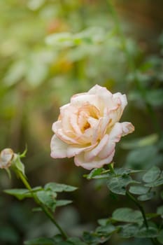 Roses in the garden, Roses are beautiful with a beautiful sunny day.