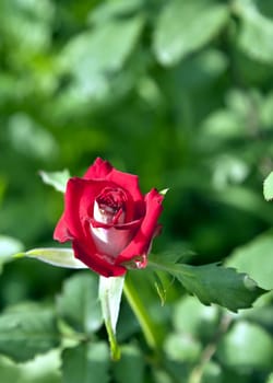 blooming red rose on blurred nature background