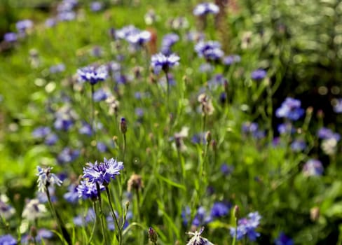 blue cornflowers blossomed on blurred green nature background