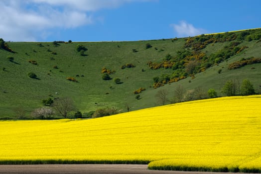 Rapeseed in the Rolling Sussex Countryside