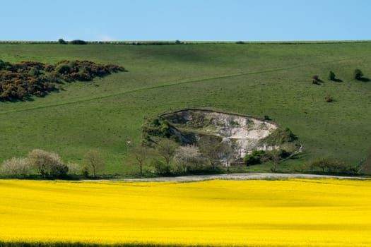 Rapeseed in the Rolling Sussex Countryside