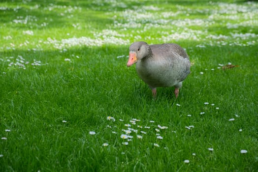 A Greylag Goose (Anser anser) Wandering through the Grass