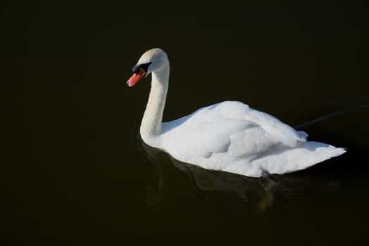 Mute Swan (Cygnus olor) on Oulton Broad