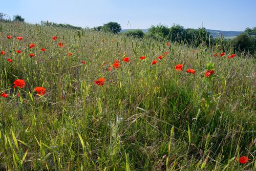 A Field of Poppies in Kent