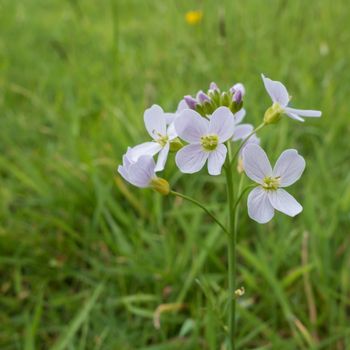 Cuckooflower or Lady's Smock (Cardamine pratensis)