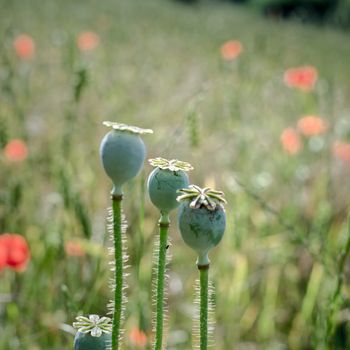 A Field of Poppies in Kent