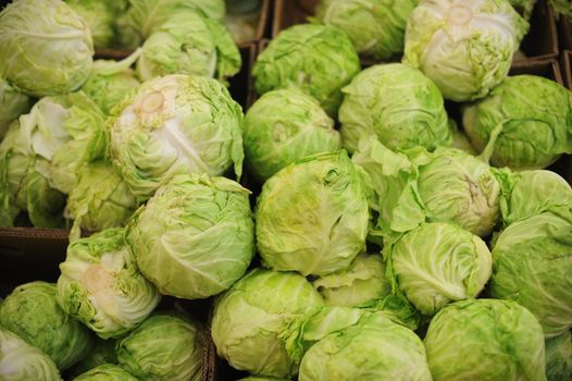 Group of green cabbages in a supermarket