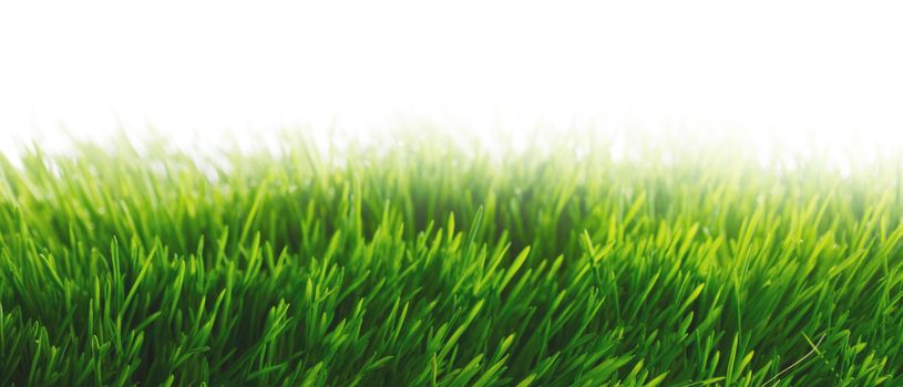 Beautiful natural background with fresh spring grass with white copy space