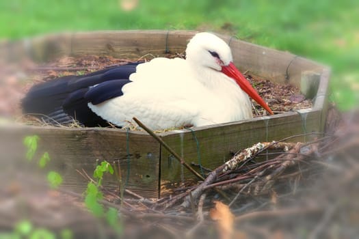 Stork lying in the nest what is on the ground.