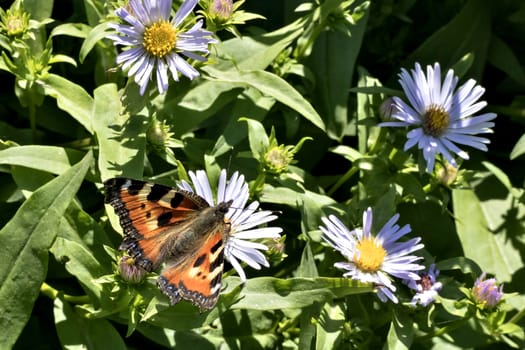 butterfly of peacock eye on the flowers collecting nectar