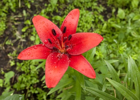 red Lily with raindrops on the petals on a cloudy day, narrow focus area