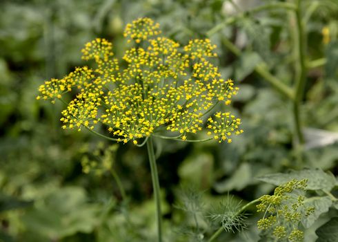 blooming dill on blurred nature green background