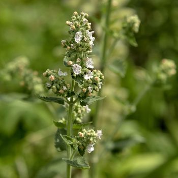 grass Melissa, a plant with a Latin name Melissa officinalis