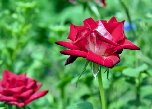 blooming red rose on blurred nature background