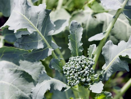 large green leaves of broccoli in the garden