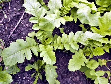 radish daikon grows in the garden on a bright Sunny day