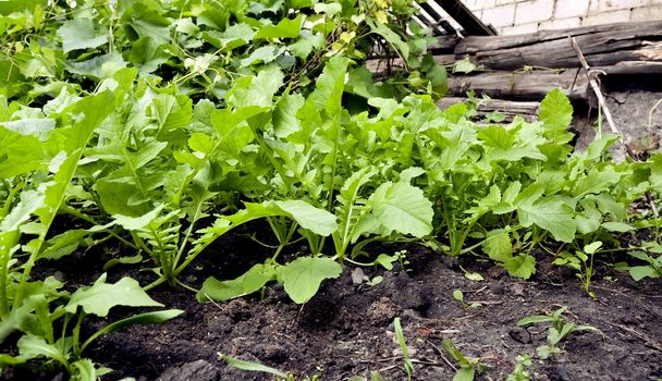 radish daikon grows in the garden on a bright Sunny day