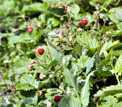 garden strawberry ripens on a bed on a bright Sunny day