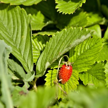 garden strawberry ripens on a bed on a bright Sunny day