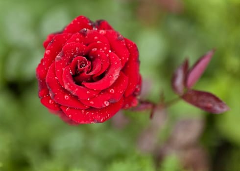 blooming scarlet rose with raindrops on its petals on blurred nature background, narrow focus area