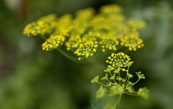 blooming dill on blurred nature green background, narrow focus area