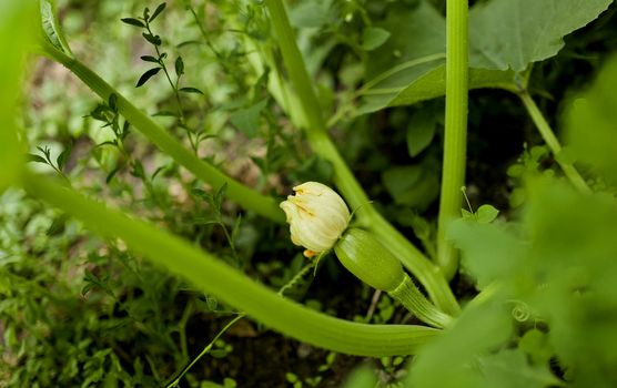 begins to grow zucchini and in the garden, there was the ovary of the fruit