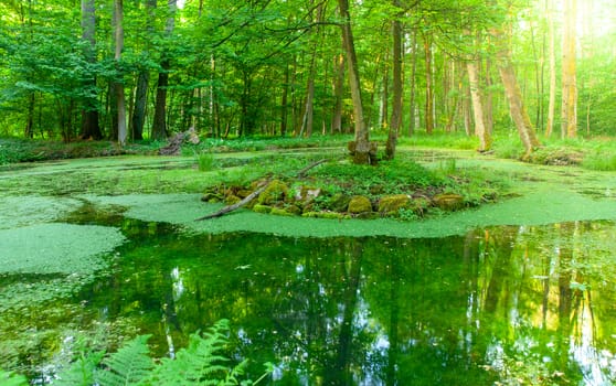 Small forest pond full of green algae.