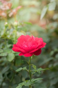 Roses in the garden, Roses are beautiful with a beautiful sunny day.