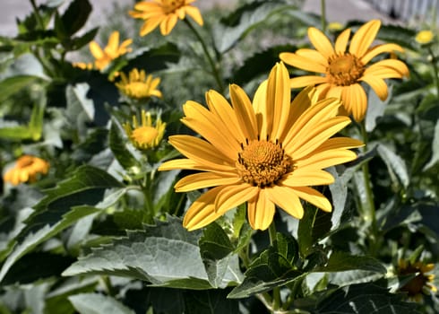 yellow flowers heliopsis sun, a plant with the Latin name Heliopsis