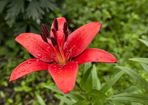 red Lily with raindrops on the petals on a cloudy day, narrow focus area