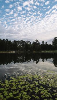 Beautiful lake in Springfield Lakes, Ipswich City, Queensland in the morning.