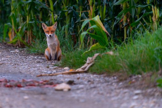 Young, little juvenile red fox on gravel path on edge of a corn field, sitting and observing, at the end disappearing into the corn, vulpes vulpes
