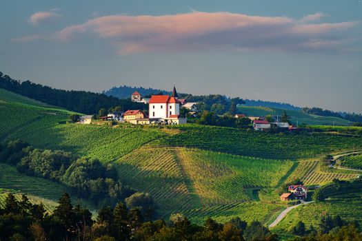 Vineyards with small village in Ritoznoj, Slovenia, small Christian church on top of the hill, surrounded with rows of grape vine, traditional winery on Pohorje wine road