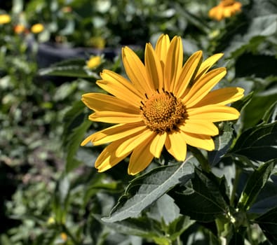 yellow flowers heliopsis sun, a plant with the Latin name Heliopsis