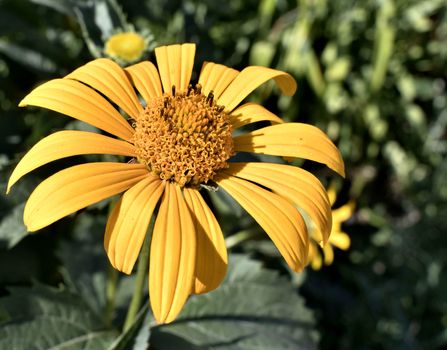 yellow flowers heliopsis sun, a plant with the Latin name Heliopsis