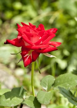 blooming red rose on blurred nature background