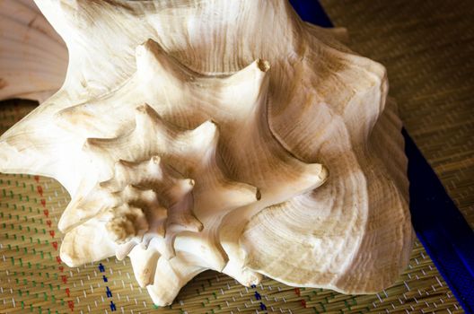 The shell of the conches is formed by an asymmetrical piece wound in spiral