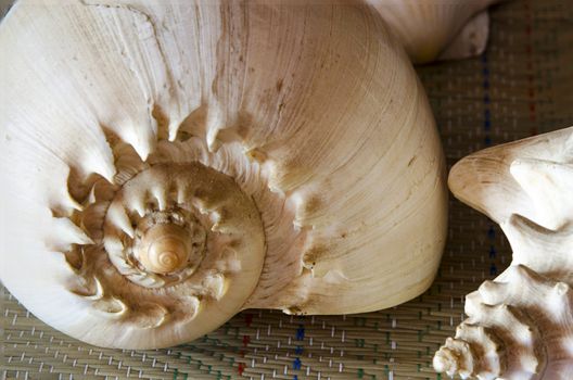 The shell of the conches is formed by an asymmetrical piece wound in spiral