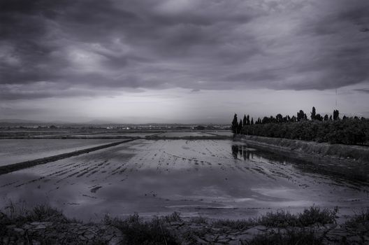 Rice fields in Valencia, called La Marchal named after the boundaries of each field that are called marches