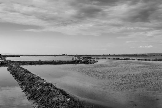 Rice fields in Valencia, called La Marchal named after the boundaries of each field that are called marches