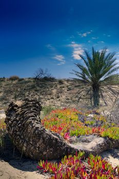 Natural Park of Guardamar del Segura in Alicante Coastal town