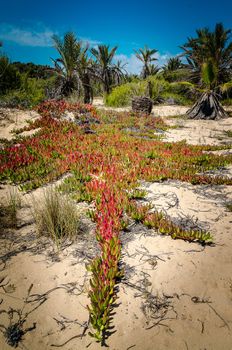 It receives the names vulgar names of Crucifix of fire, Campfire and Cruel bonfire.These are succulent plants of creeping size that do not exceed 30 cm in height. Its attractive green and red leaves are shaped like an elongated oval and finished in a point (like Helix). It produces spikes of small white flowers that are not useful decoratively; They bloom in summer.