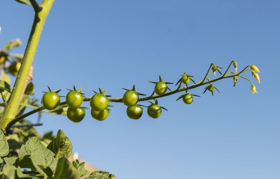 bunch of green tomatoes growing in the garden with blue sky background