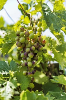 bunch of red and green grapes in a vineyard in july