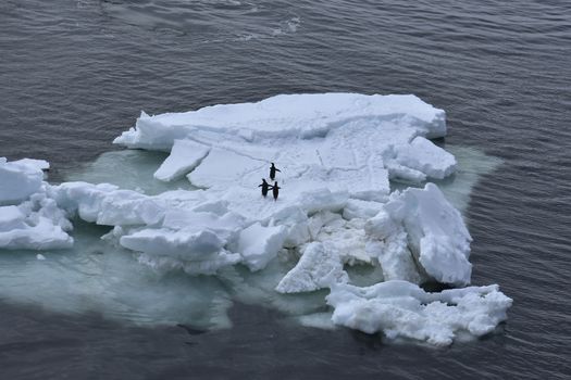 Stock pictures of penguins in the Antarctica peninsula