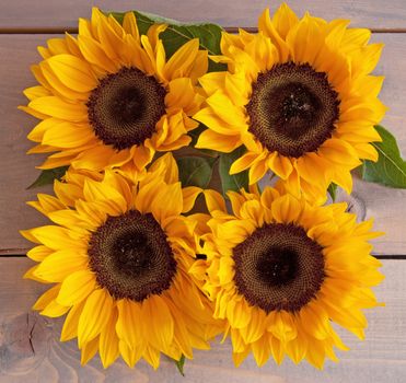 Four summer sunflower heads closeup