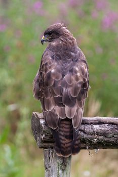 Golden Eagle (Aquila chrysaetos)