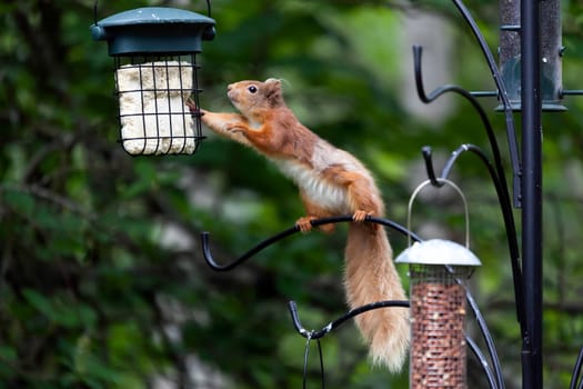 Eurasian Red Squirrel (Sciurus vulgaris)